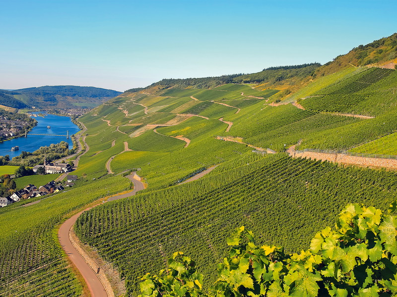 Aus Graach an der Mittelmosel und dort aus der Lage mit dem schönen Namen »Himmelreich« stammt einer der beiden Lagenwein-Sieger der diesjährigen Riesling feinherb-Trophy.