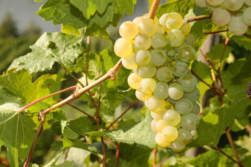 So schön, dass man am liebsten gleich reinbeißen würde: Rieslingtrauben in einem Weinberg des Weinguts Dr. Loosen.