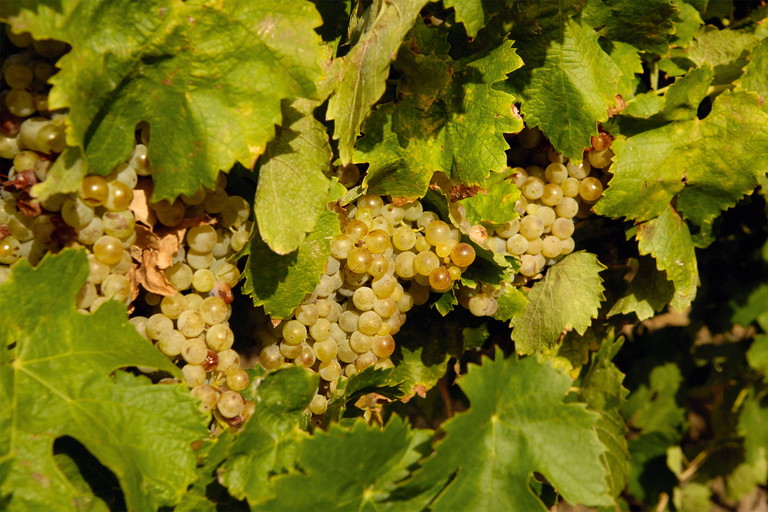 Grillo, eine der spannenden lokalen Weißweinsorten, ist am Ätna nicht präsent; dort dominiert Carricante.