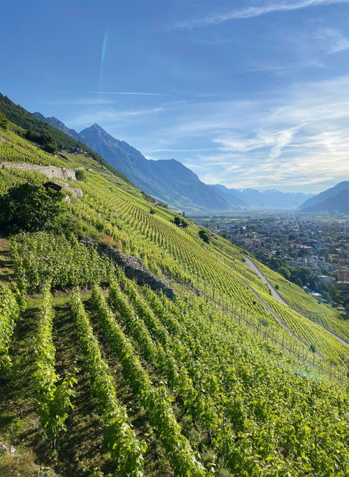 Die Gamay- und Gamaret-Trauben für den 2023er Complices® Rouges von 
Sarah Besse stammen aus Steillagen bei Martigny. 