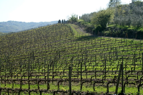 Gaiole