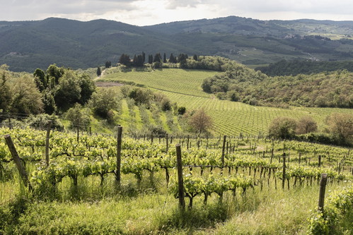 Ruffoli