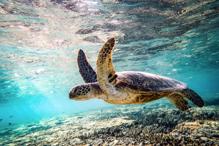 A green sea turtle gliding through shallow waters above the Great Barrier Reef