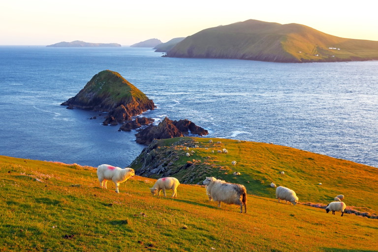 Nicht nur die Schafe sind hier glücklich: Grafschaft Kerry, Irland
