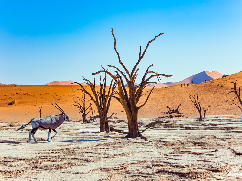 Antilope in der Namib-Wüste, umgeben von den orangenen Dünen von Sossusvlei.