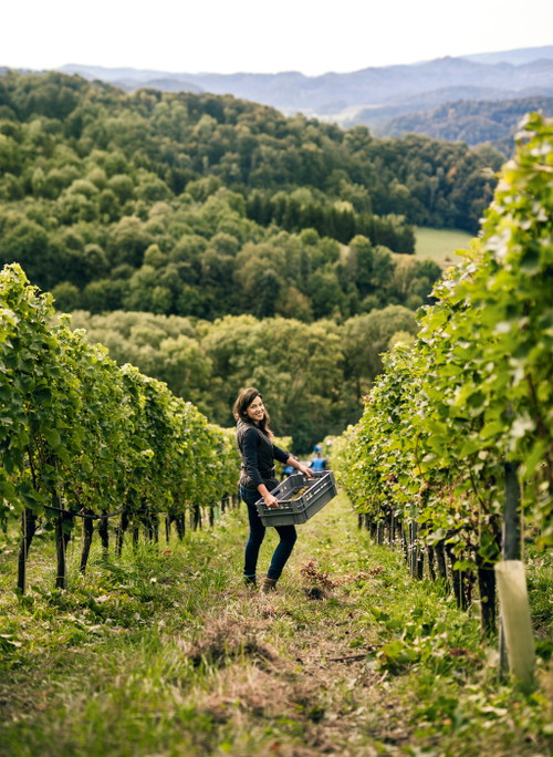 Lese im Weingut Tement
