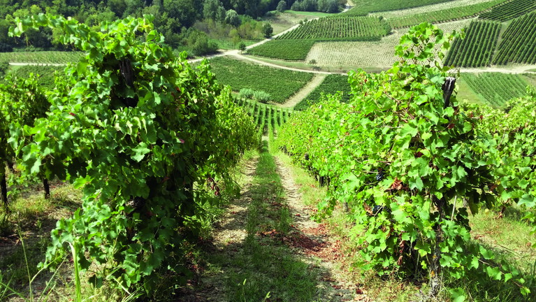 Fiamberti Vini, attiva dal 1814, mantiene viva la tradizione dell’Oltrepò orientale con Croatina, Buttafuoco e Sangue di Giuda.