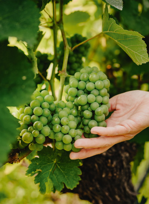 Weingut Horst Sauer 