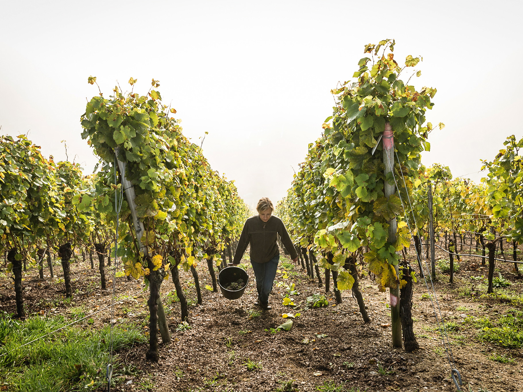 Das Weingut Horst Sauer im Escherndorfer Lump