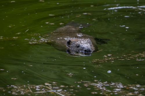 Ein Biber im Jordenweiher