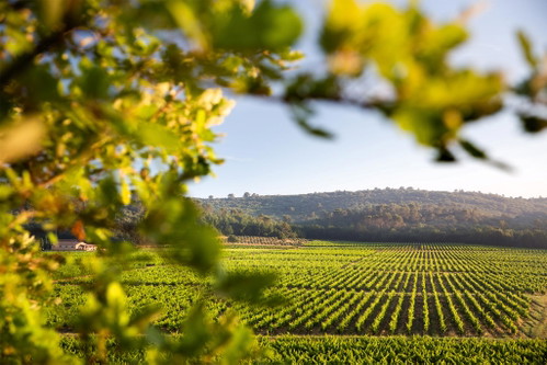Das Château Gasqui liegt in einem ruhigen Tal. Auch hier findet die Leitrebsorte des Rosés, Grenache, ideale Bedingungen.
