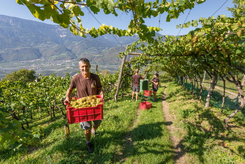 Cantina Terlano