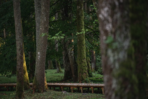 The forests of Dzūkija