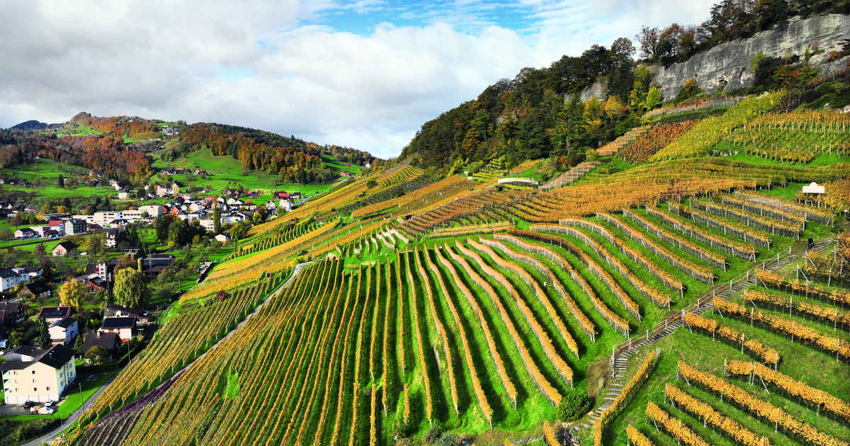Schweiz Chancental Rheintal Falstaff schweiz-chancental-rheintal-falstaff