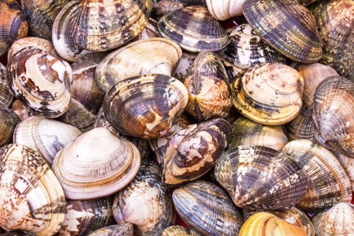 Auf dem Fischmarkt beim Rialto findet man natürlich auch Vongole.