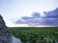 Sulle tracce del Primitivo, fra Manduria e Polignano