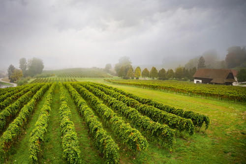 Auch in manchen Regionen Oberösterreichs erwacht der Weinbau zu neuem Leben. 