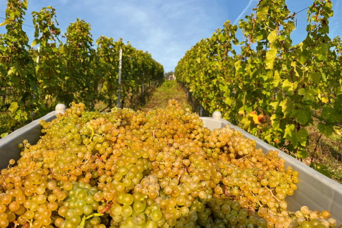 Trauben wie gemalt: Lesebottich aus den Escherndorfer Weinbergen des Weinguts Rainer Sauer.
