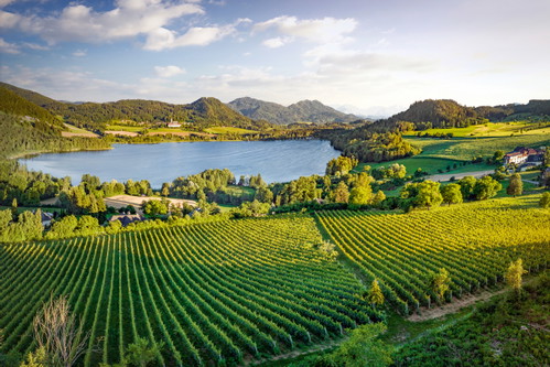 Kärnten ist heute das größte 
weinbaubetreibende Bundesland in der Bergland-Appellation und mit Taggenbrunn Heimat des größten Bergland-Weinguts. 

