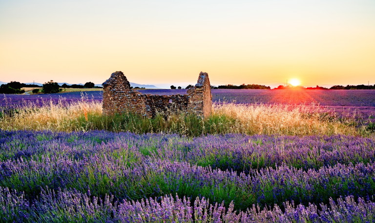 Lavendelfelder in der Provence