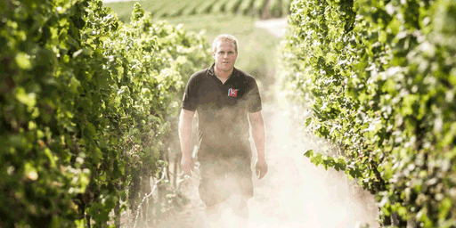Nachhaltiger Genuss aus der Pfalz: Die Bio-Weine von Lukas Kesselring