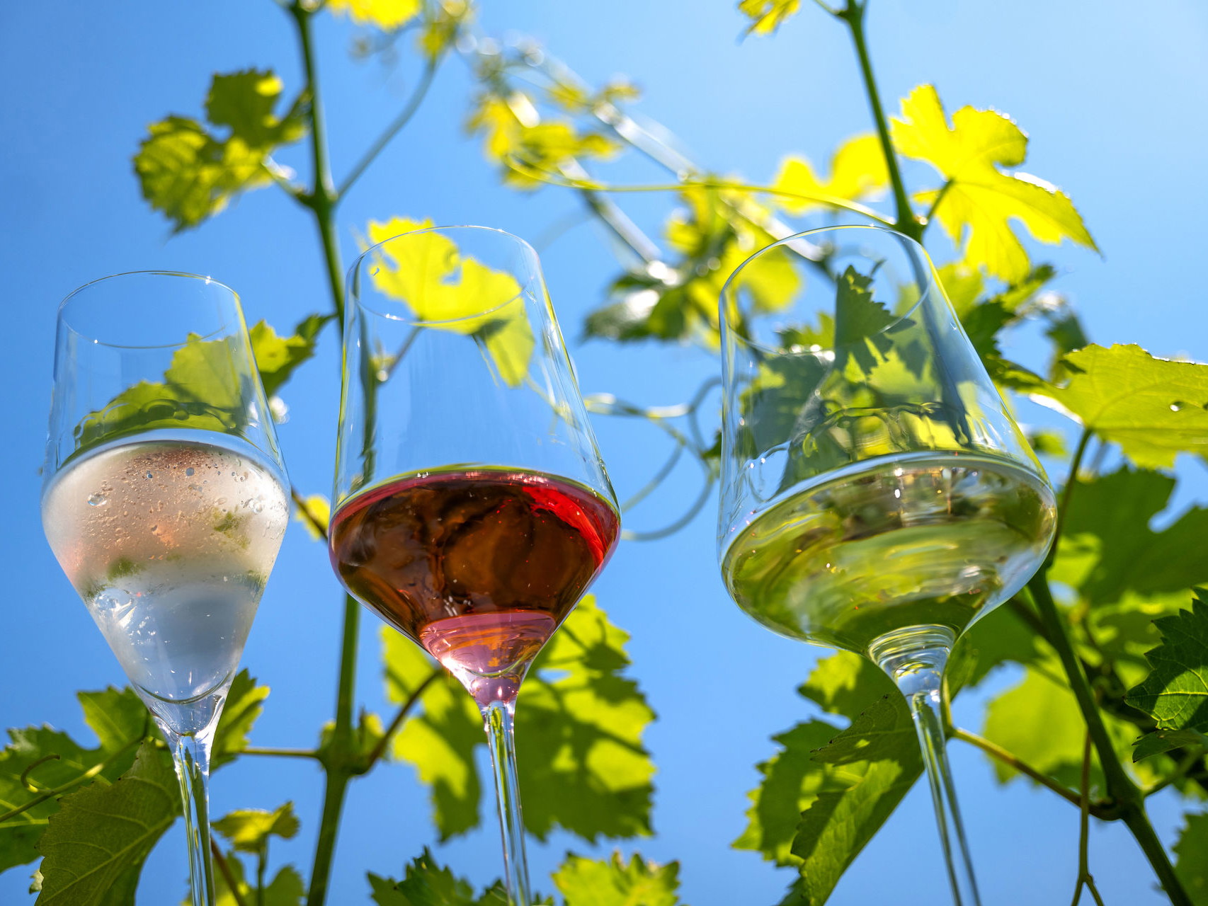 Gleich drei Weine des Weingut Heinzl-Gettinger wurden als SALON-Sieger ausgezeichnet.