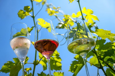 Die SALON Sieger 2026: Weinbaugebiete kürten erstmals Österreichs beste Weine
