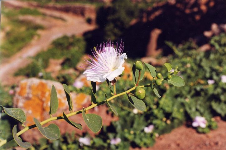 Cappero di Salina 