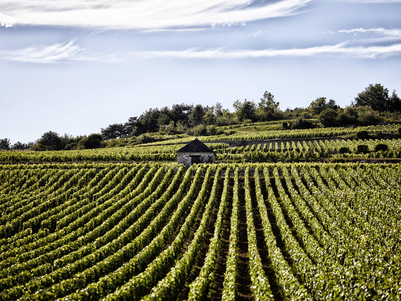 Le Montrachet