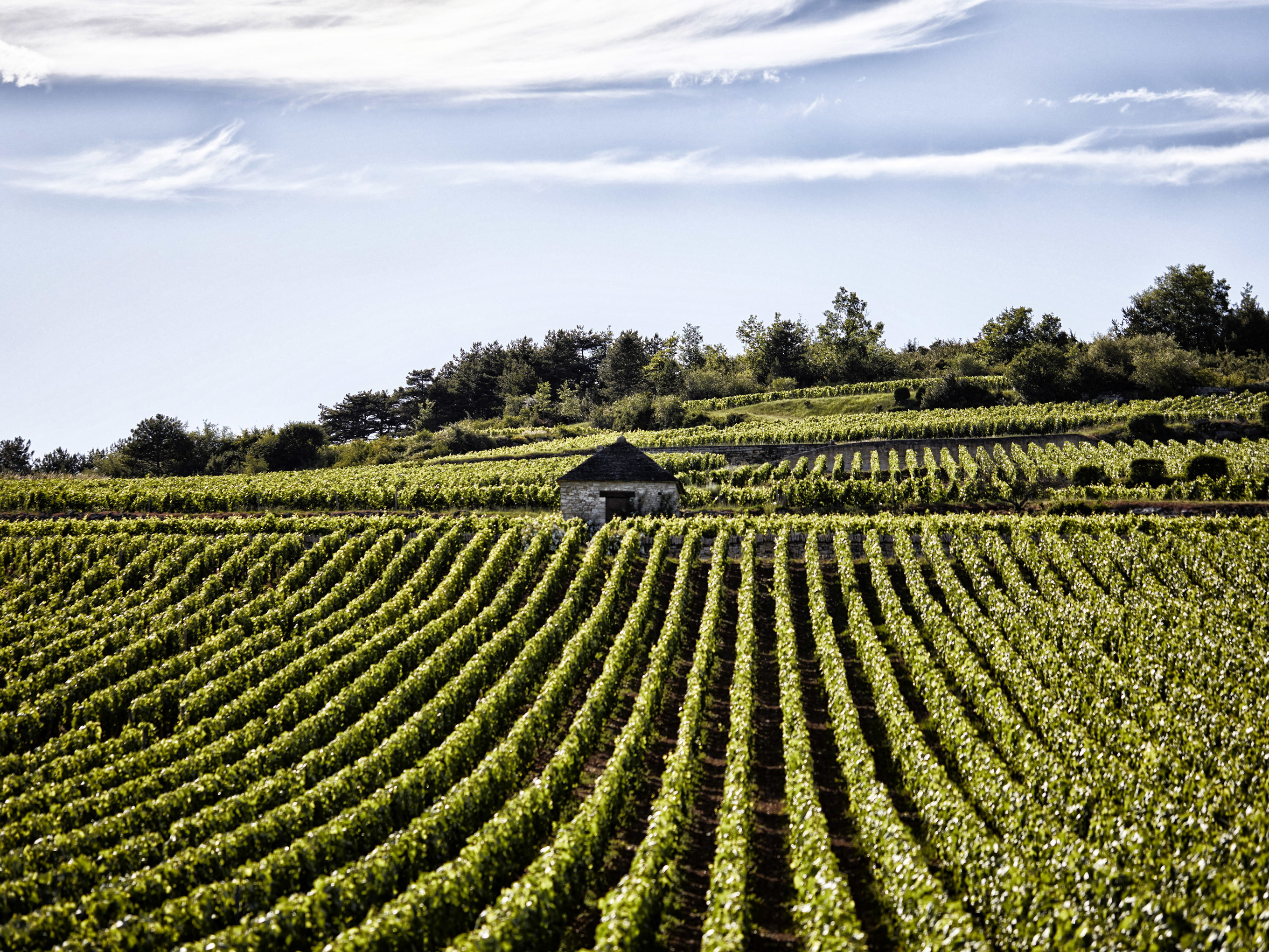 Le Montrachet