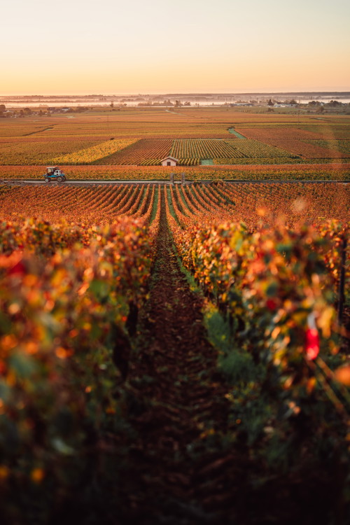 Chevalier Montrachet