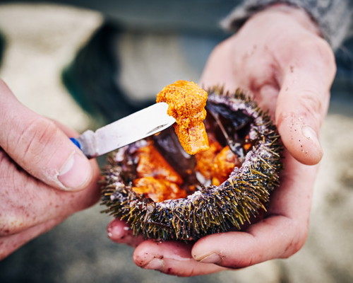Faroese Sea Urchin