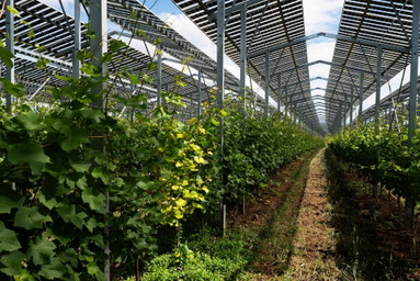 Erste »Vino-PV-Anlage« über Weingärten eröffnet