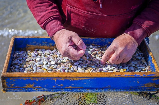 Pesca della tellina