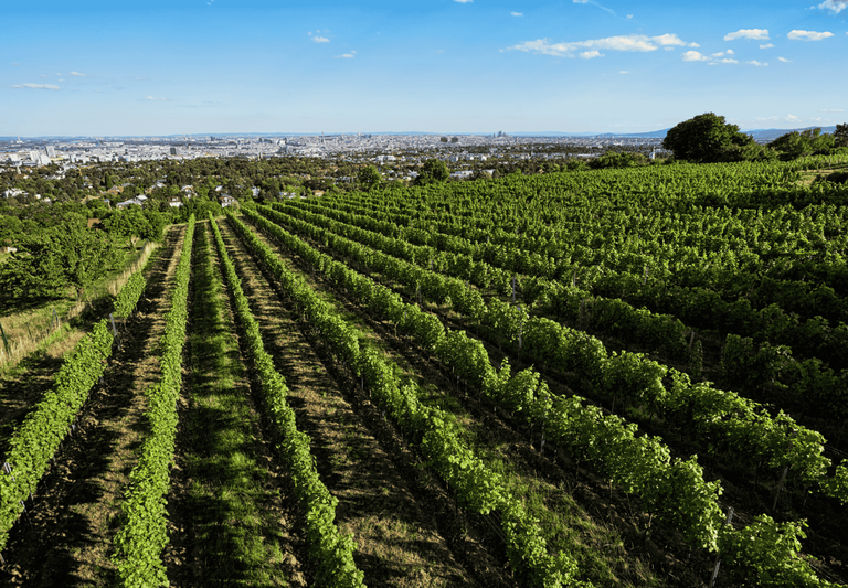 Die erstmals 1340 erwähnte Ried Steinberg in Grinzing zählt zu den traditionsreichsten Weißweinrieden Wiens.