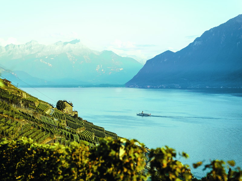 Die Rebsorte Chasselas prägt seit Jahrhunderten die Region um den Genfersee und ist eng mit der Romandie verbunden.