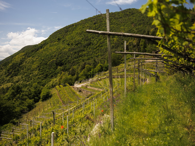 Da Lavis alla Val di Cembra: un viaggio tra vino, arte e porfido