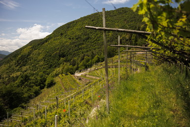 Da Lavis alla Val di Cembra: un viaggio tra vino, arte e porfido