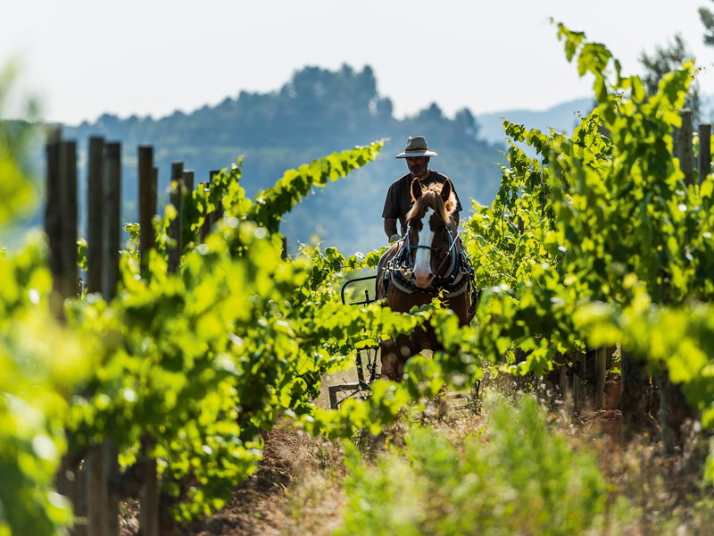 Die Reben von Raventós i Blanc im Penedès.