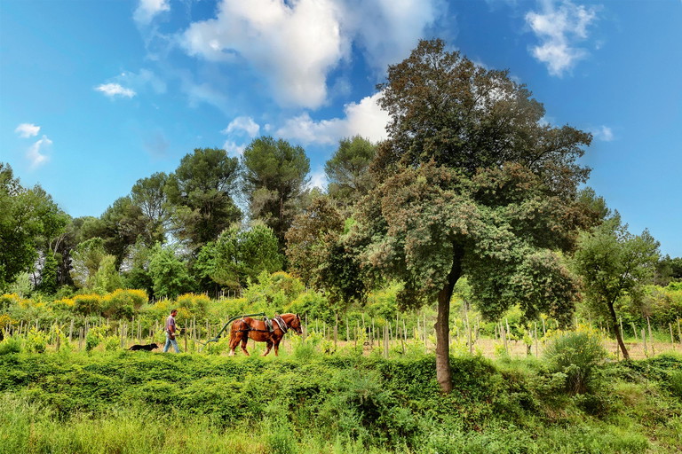 Rosado gibt es in Spanien in vielen Regionen – ein besonderer Genuss sind die rosafarbenen Prickler, etwa von Raventós i Blanc aus dem Penedès.