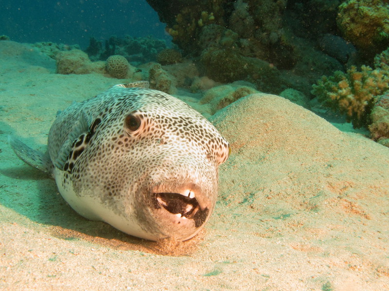 Giftige Kugelfische vor Kretas Küsten: Das müssen Urlauber beachten