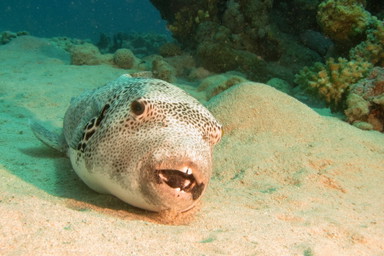 Giftige Kugelfische vor Kretas Küsten: Das müssen Urlauber beachten