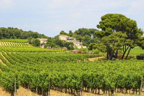 Neben der Provence stammt ein erheblicher Teil der französischen Roséweine aus dem Languedoc-Roussillon – insbesondere aus dem weitläufigen Herkunftsgebiet 
Pays d’Oc IGP.