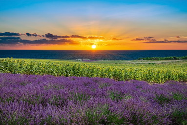 Die Rosé-Nation Frankreich