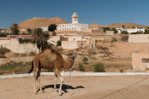 Kamel und Moschee in Matmata. Tunesien. Afrika. 