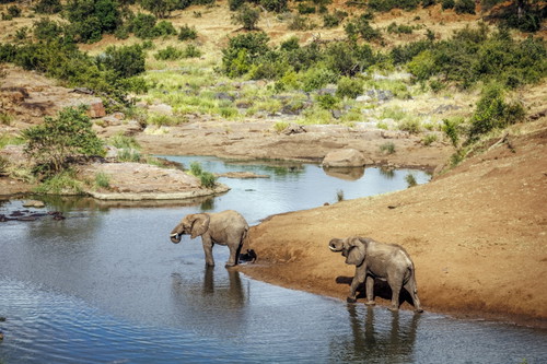 Wildlife in Südafrika