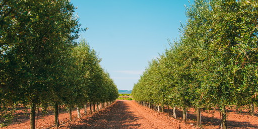 Empfehlung der Woche: Olivenplantagen Sachwert-Investment auf Mallorca