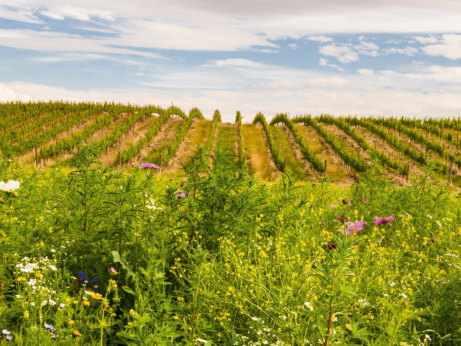 Das Walla Walla Valley im Südosten des US-Bundesstaates Washington.