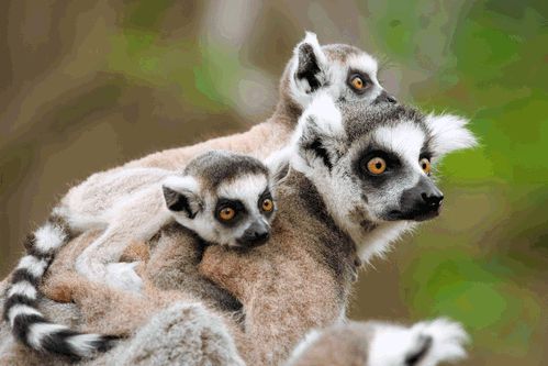 Auf Madagaskar sind Lemuren die charmanten Botschafter einer Inselwelt, die mit einzigartiger Natur
begeistert.