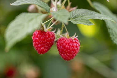 Mehr Beeren für die Schweiz